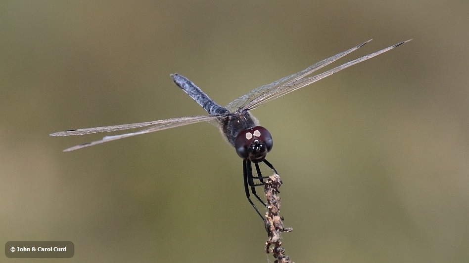 _MG_0333 Selysiothemis nigra male.JPG